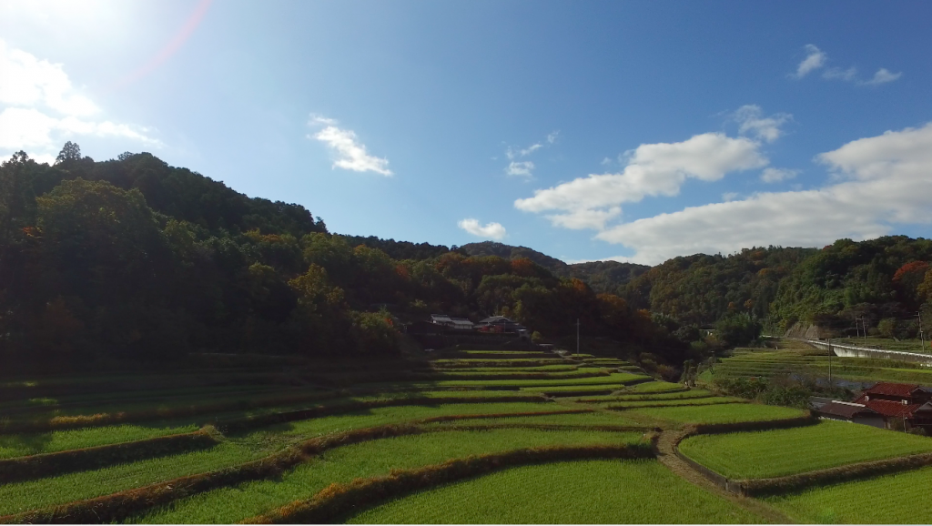 棚田空撮