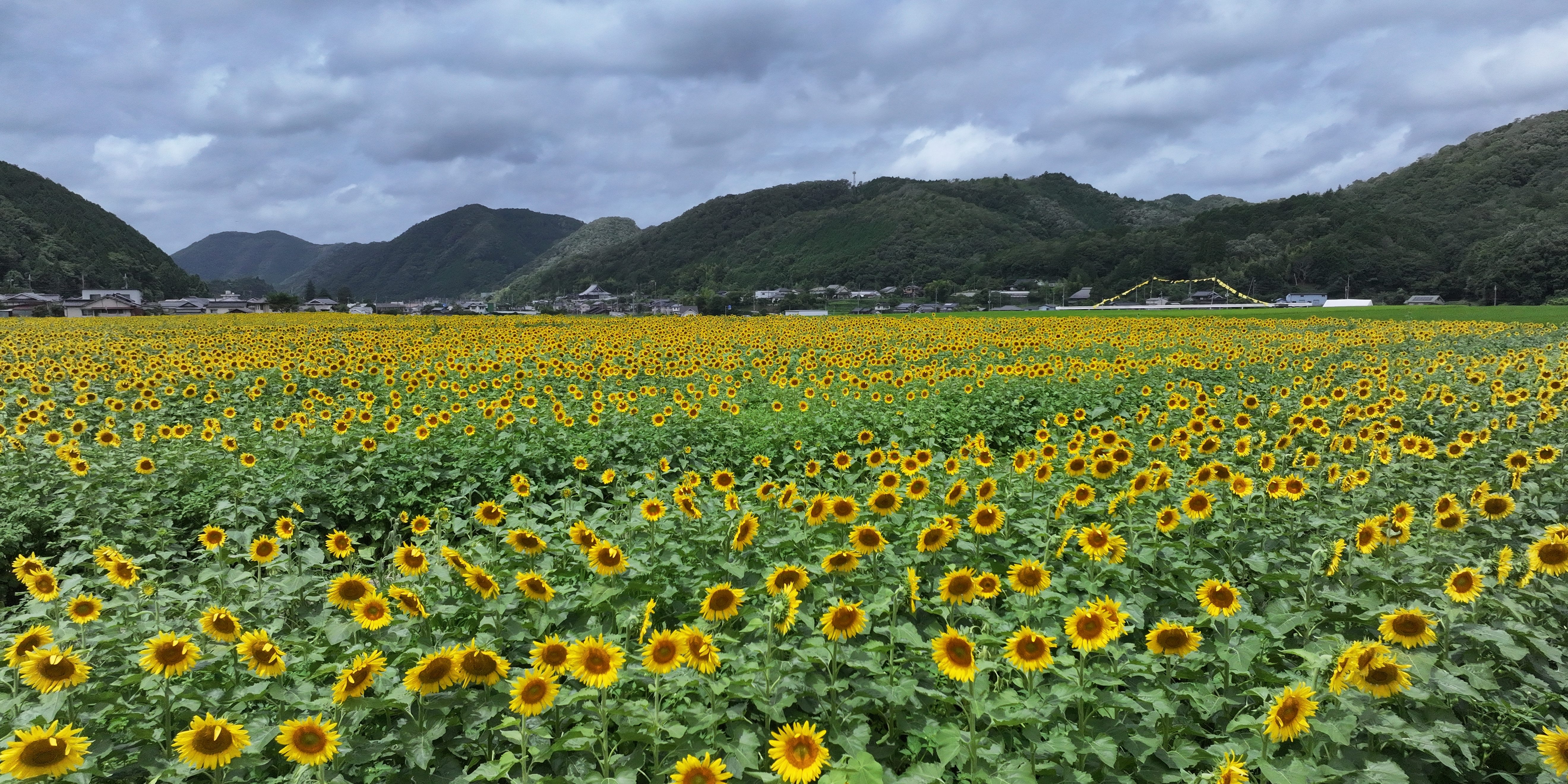 佐用町ひまわり畑