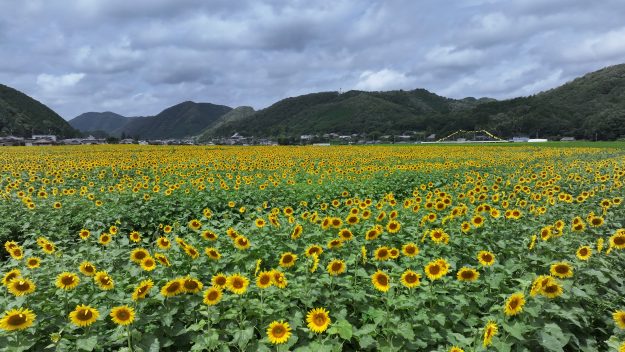 佐用町ひまわり畑
